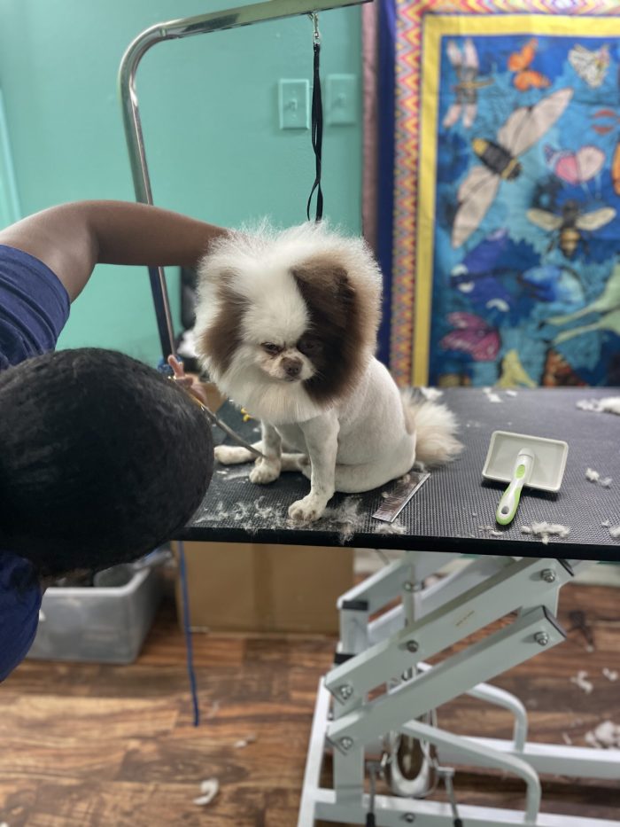 Dog groomer in Baltimore MD