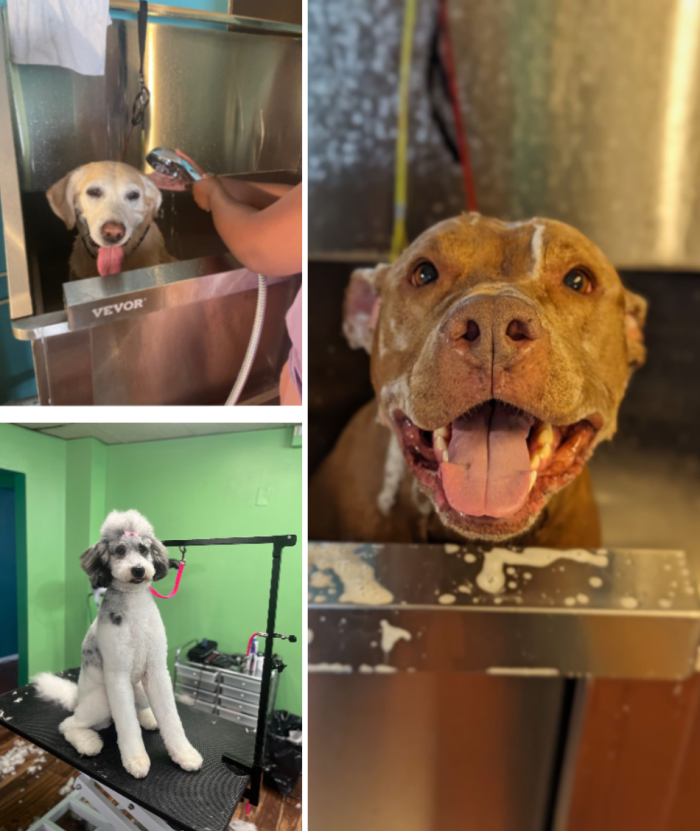 Grooming for big dogs in Baltimore MD